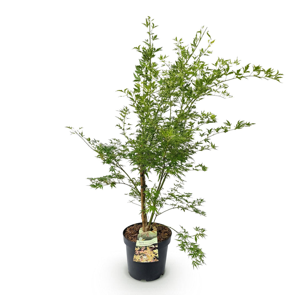 Green boutiQ - Plante de jardin - Acer palmatum Methamorphosa - Érable du Japon - Caduc - Vert - Orange - 1 - Pot 26cm - Hauteur 90cm