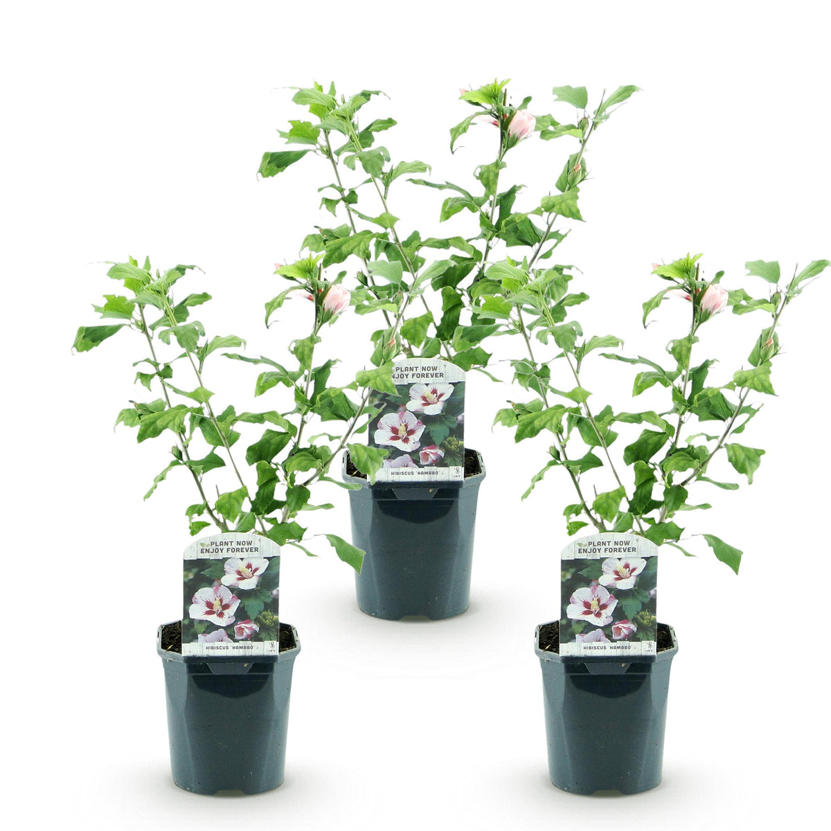 Green boutiQ - Plante de jardin - Hibiscus syriacus Hamabo - Hibiscus de jardin - Rustique - Blanc - Rose - 3 Plantes - Pot 17cm - Hauteur 45cm