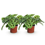 Green boutiQ - Plante d'intérieur - Maranta Fascinator Kerchoveana - Plante prière - Sans danger pour les animaux - Vert - 2 Plantes - Pot 12cm - Hauteur 30-35cm