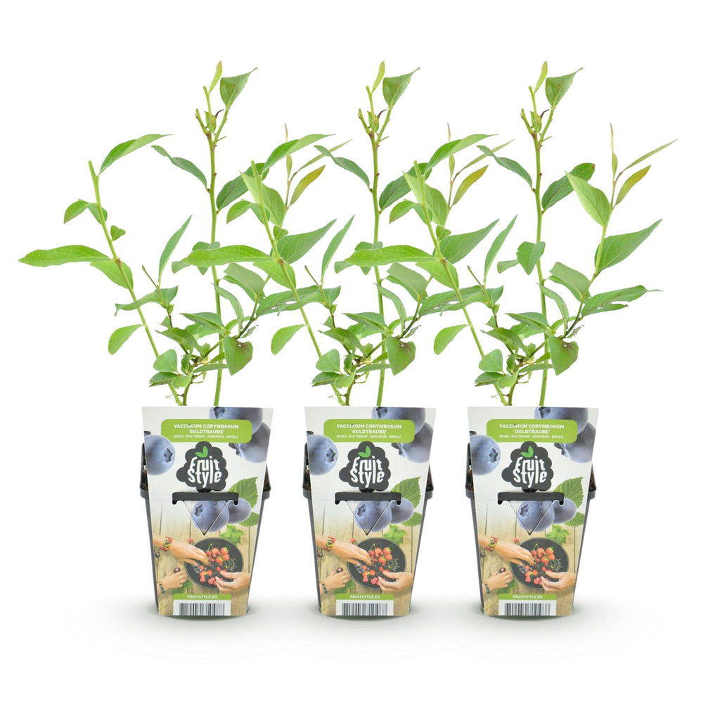 Green boutiQ - Plants fruitiers - Myrtille - Vaccinium corymbosum Goldtraube - Rustique - 3 plantes - Pot 9 cm - Myrtille