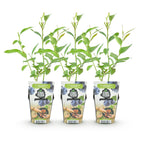 Green boutiQ - Plants fruitiers - Myrtille - Vaccinium corymbosum Goldtraube - Rustique - 3 plantes - Pot 9 cm - Myrtille