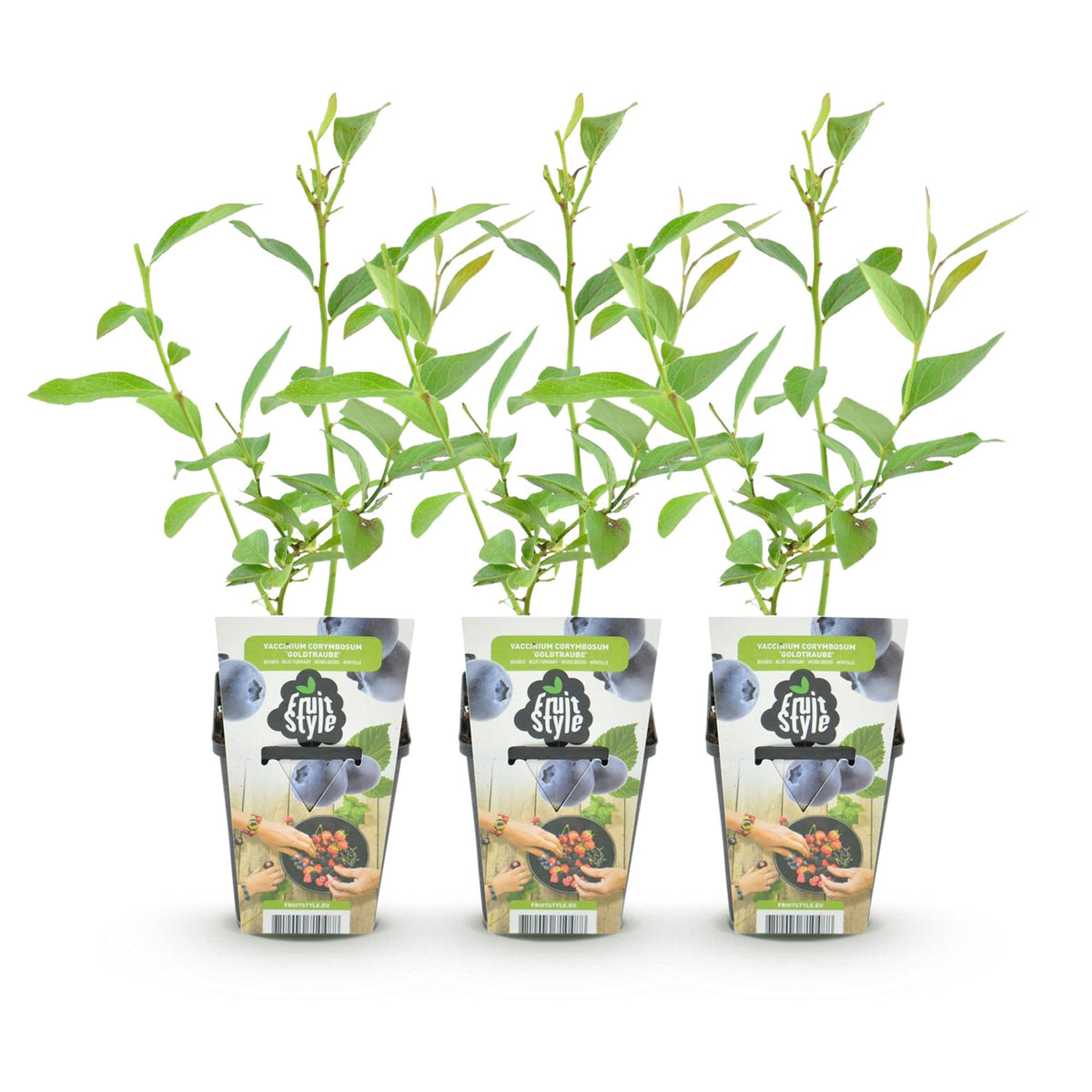 Green boutiQ - Plants fruitiers - Myrtille - Vaccinium corymbosum Goldtraube - Rustique - 3 plantes - Pot 9 cm - Myrtille