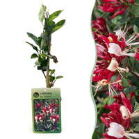 6x Lonicera per. 'Serotina' - Late Dutch honeysuckle - Purple - Yellow - Climber - Ø9cm - ↕35cm