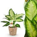 Green BoutiQ - Green is... Plantes d'intérieur - Dieffenbachia Camilla - Dieffenbachia - Peu d'entretien - avec panier - Vert - 1 Plante - Pot 17cm - Hauteur 45-50cm