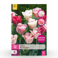 Green boutiQ - Bloembollen - Tulp Hemisphere mix - Diversen Kleuren - 12 stuks - Bolmaat 11/12 - XXL Pack