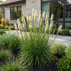 Green boutiQ - Stauden - Liatris spicata Alba - Ährige Prachtscharte - Bienen- und Schmetterlingsmagnet - Weiß - 12 Pflanzen - Topf 11cm - Höhe 15-25cm