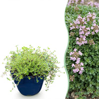 Green boutiQ - Perennial - Thymus praecox Minor - Creeping Thyme - Fragrant - Pink - 6 Plants - Pot 11cm - Height 15-25cm