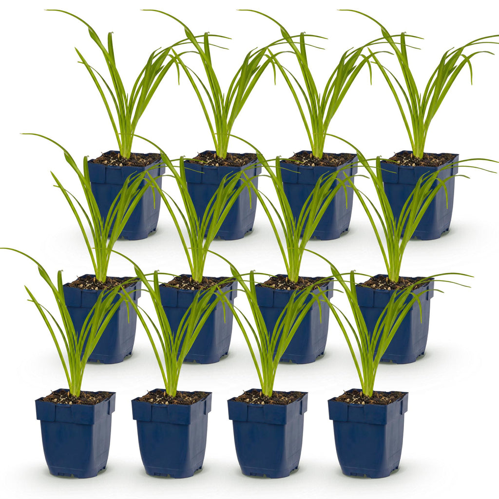Green boutiQ - Stauden - Hemerocallis Arctic Snow - Taglilie - Bienen- und Schmetterlingsmagnet - Creme - 12 Pflanzen - Topf 11cm - Höhe 15-25cm