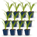 Green boutiQ - Stauden - Hemerocallis Arctic Snow - Taglilie - Bienen- und Schmetterlingsmagnet - Creme - 12 Pflanzen - Topf 11cm - Höhe 15-25cm
