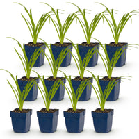 Green boutiQ - Vasteplant - Hemerocallis Arctic Snow - Daglelie - Bijen en Vlinderlokkers - Creme - 12 Planten - Pot 11cm - Hoogte 15-25cm