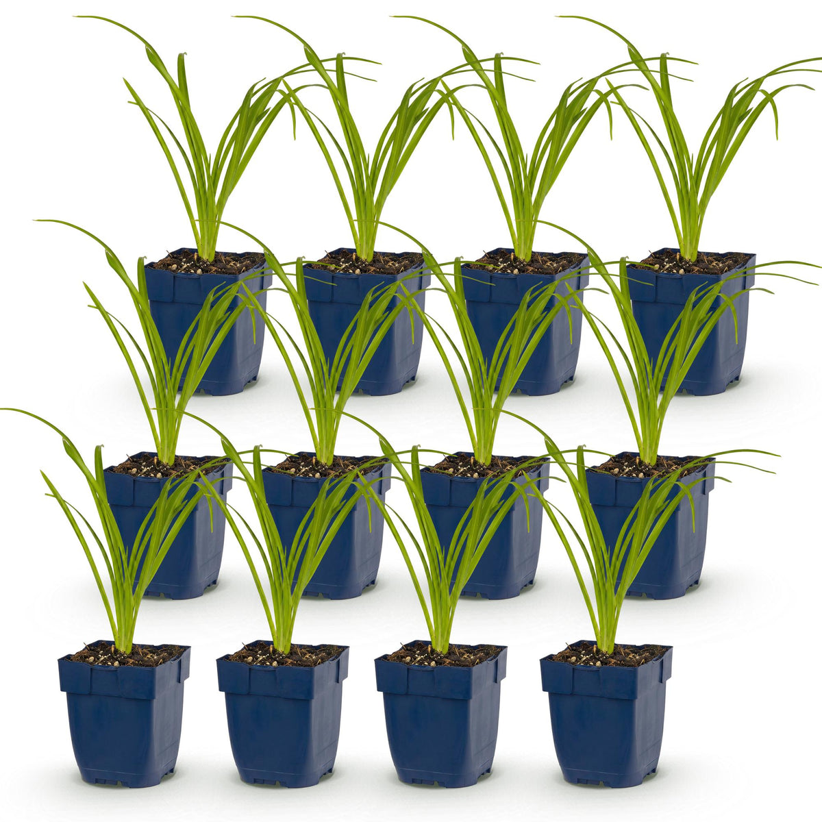 Green boutiQ - Stauden - Hemerocallis Arctic Snow - Taglilie - Bienen- und Schmetterlingsmagnet - Creme - 12 Pflanzen - Topf 11cm - Höhe 15-25cm