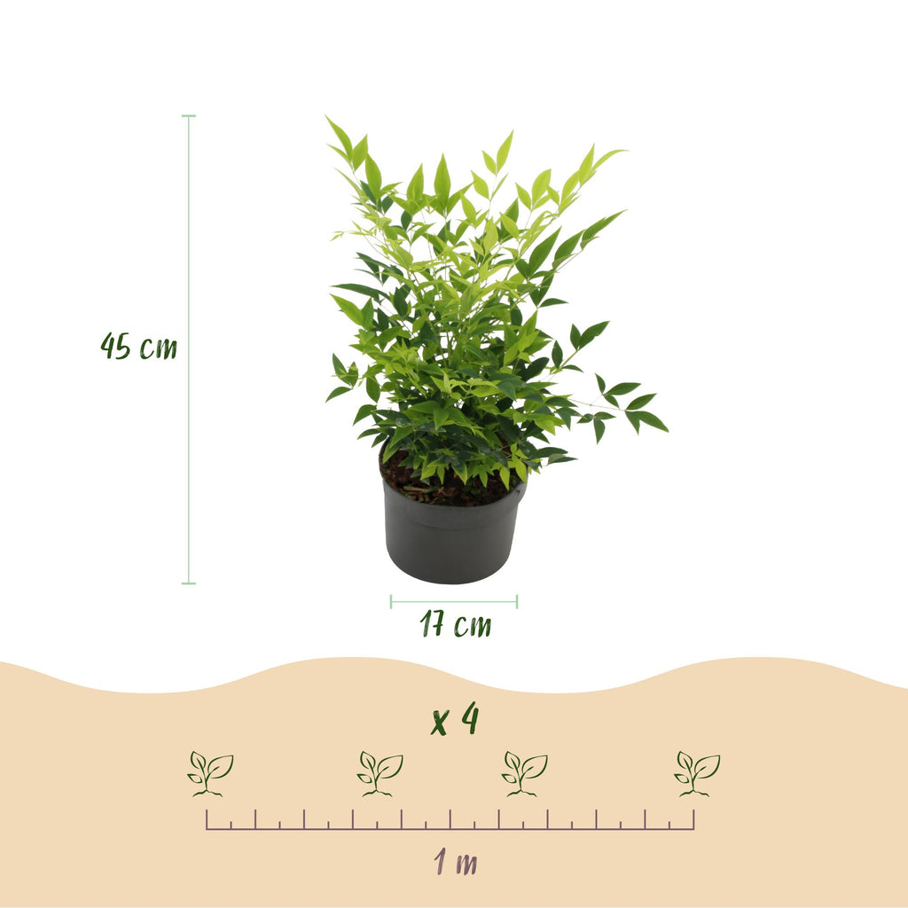 Green boutiQ - Plante de jardin - Nandina Lemon & Lime - Jaune - 2 plantes - Persistant - Peu d'entretien - Pot 17cm Hauteur 45cm