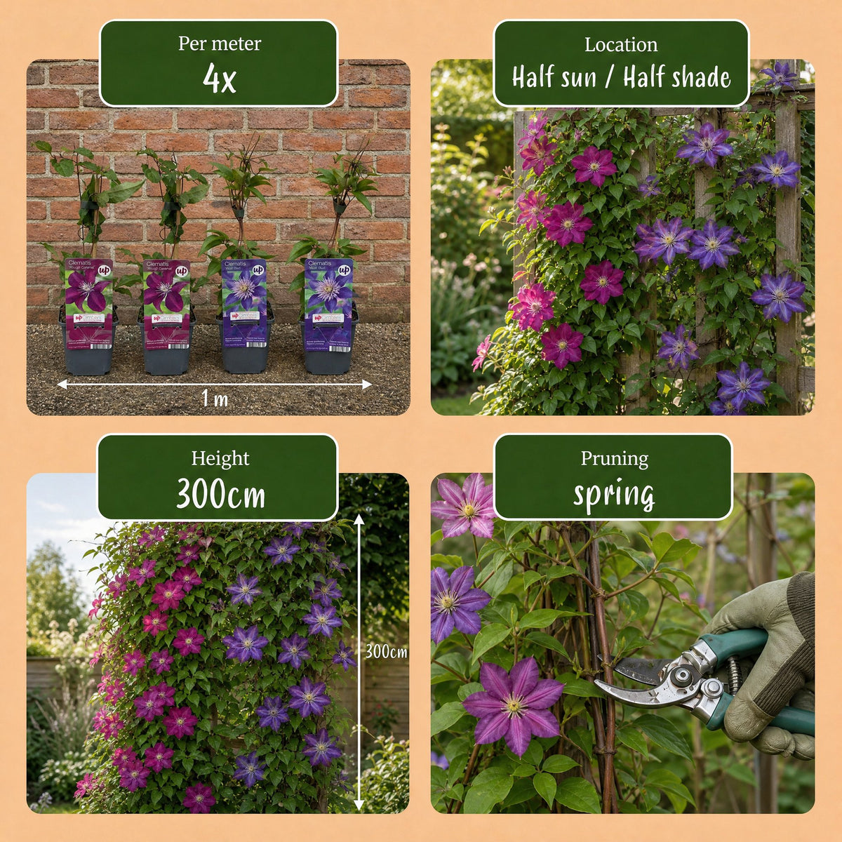 6x Clematis Duo Blue & Red - Bosrank Duo Blauw & Rood - Blauw - Rood - Klimplant - Ø9cm - ↕35cm