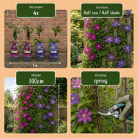 6x Clematis Duo Blue & Red - Bosrank Duo Blauw & Rood - Blauw - Rood - Klimplant - Ø9cm - ↕35cm