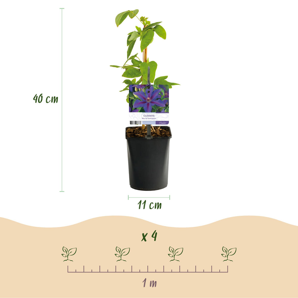Green boutiQ - Plante grimpante - Clématite Mrs. N. Thompson - Fleur rose - Peu d'entretien - 2 plantes - Pot 11cm Hauteur 40cm