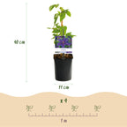 Green boutiQ - Plante grimpante - Clématite Mrs. N. Thompson - Fleur rose - Peu d'entretien - 2 plantes - Pot 11cm Hauteur 40cm