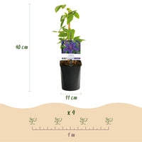 Green boutiQ - Klimplant - Clematis Mrs. N. Thompson - Bloem Roze - Weinig onderhoud - 2 planten -  Pot 11cm Hoogte 40cm