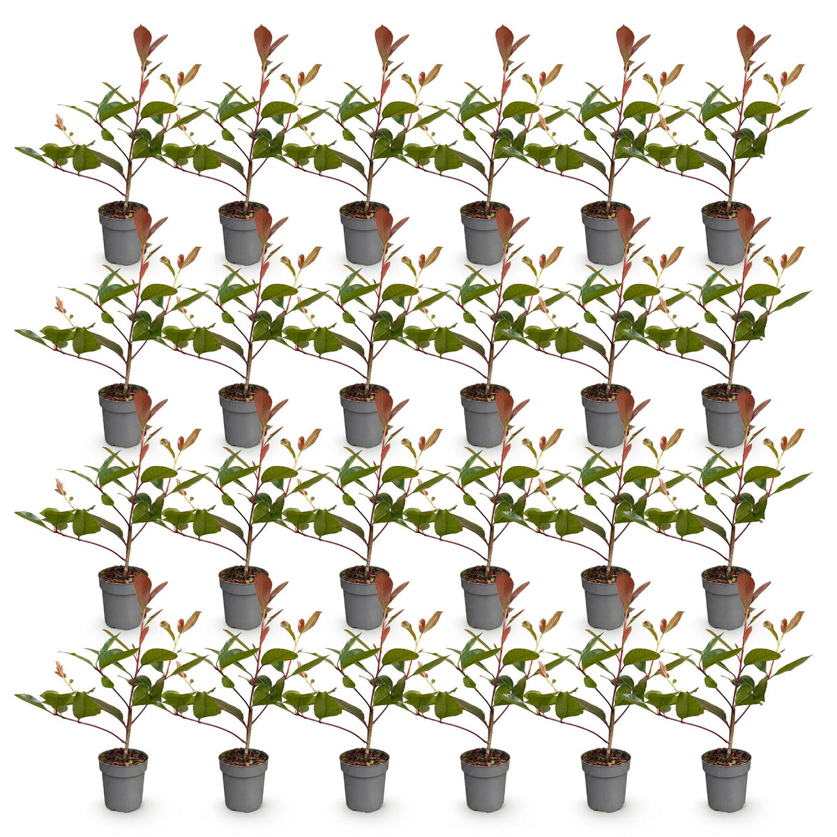 Green boutiQ - 24x Photinia fraseri Red Robin - Glansmispel - Haagplanten - Groenblijvend - Rood - Pot 9cm - Hoogte 25-35cm