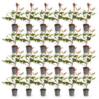 Green boutiQ - 24x Photinia fraseri Red Robin - Photinia - Plantes de haie - Persistant - Rouge - Pot 9cm - Hauteur 25-35cm