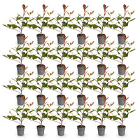 Green boutiQ - 24x Photinia fraseri Red Robin - Glansmispel - Haagplanten - Groenblijvend - Rood - Pot 9cm - Hoogte 25-35cm