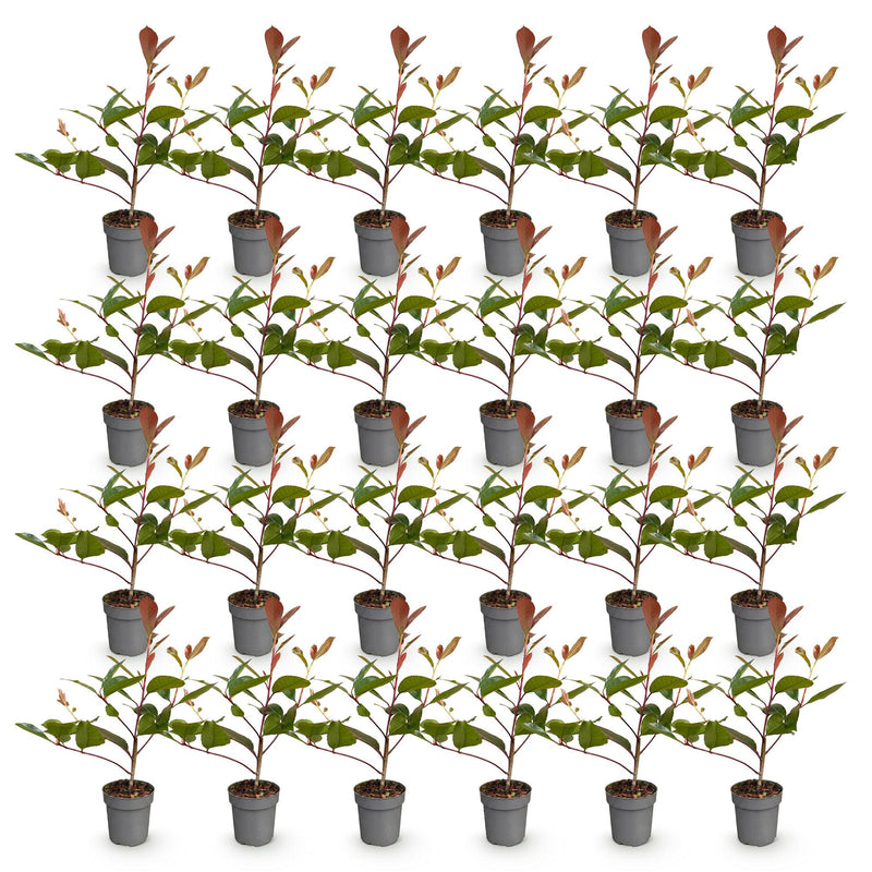 Green boutiQ - 24x Photinia fraseri Red Robin - Glansmispel - Haagplanten - Groenblijvend - Rood - Pot 9cm - Hoogte 25-35cm