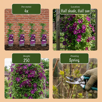 2x Clematis Warszawska Nike - Bosrank - Rood - Klimplant - Ø9cm - ↕35cm