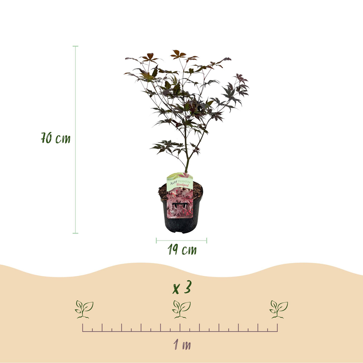 Green boutiQ - Plante de terrasse - Érable du Japon - Acer palmatum Bloodgood - Rouge - 1 plante - Caduc - Pot 19cm Hauteur 70cm
