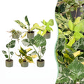 6x Baby Tropical Mix - Various colours - Tropical - incl. Linnea Olive - Ø6cm - ↕10-15cm