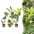 6x Baby Tropical Mix - Various colours - Tropical - incl. Linnea Olive - Ø6cm - ↕10-15cm