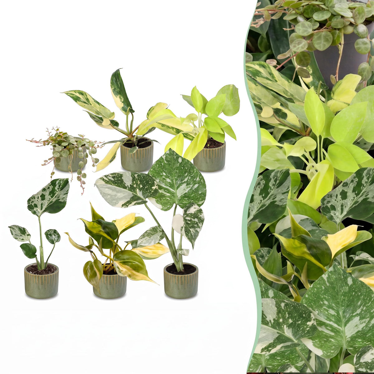 6x Baby Tropical Mix - Various colours - Tropical - incl. Linnea Olive - Ø6cm - ↕10-15cm