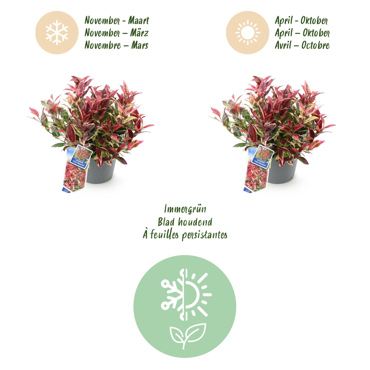 Green boutiQ - Plante de jardin - Leucothoe Colour Diamond - Panaché - 2 plantes - Persistant - Faible entretien - Pot 17 cm Hauteur 45 cm