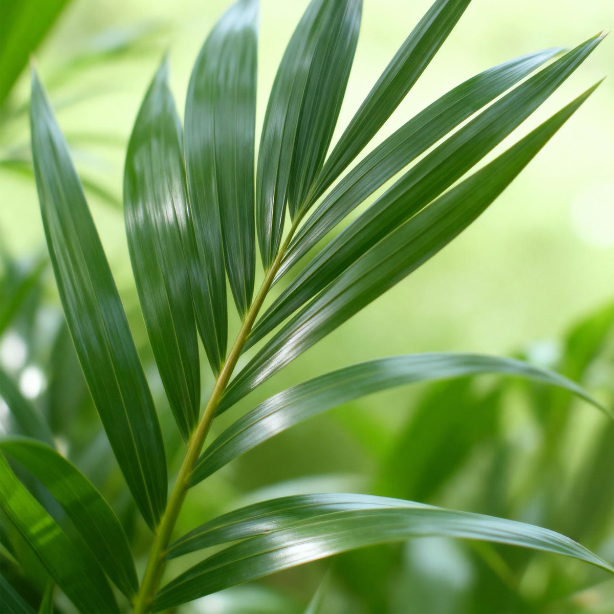 Green boutiQ - Plante d'intérieur - Howea Forsteriana - Kentia Palm - Peu d'entretien - Vert - 1 Plante - avec Pot Gris - Pot 21cm - Hauteur 120-130cm