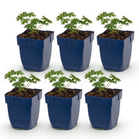 Green boutiQ - Vasteplant - Geranium sang. Album - Ooievaarsbek - Bodembedekkend - Wit - 6 Planten - Pot 11cm - Hoogte 15-25cm