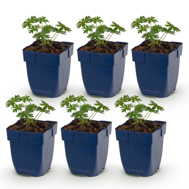 Green boutiQ - Vasteplant - Geranium sang. Album - Ooievaarsbek - Bodembedekkend - Wit - 6 Planten - Pot 11cm - Hoogte 15-25cm
