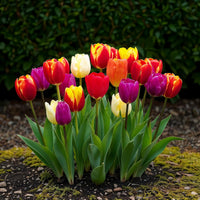 Green boutiQ - Bloembollen - Tulp Triumph mix - Diversen kleuren - 15 stuks - Bolmaat 11/12 - XXL Pack