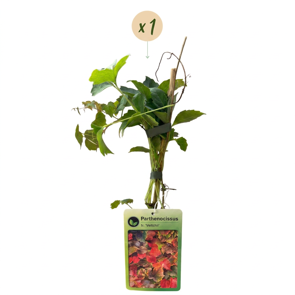 Parthenocissus tr. 'Veitchii Boskoop' - Vigne vierge - Jaune - Vert - Grimpante - Ø9cm - ↕35cm