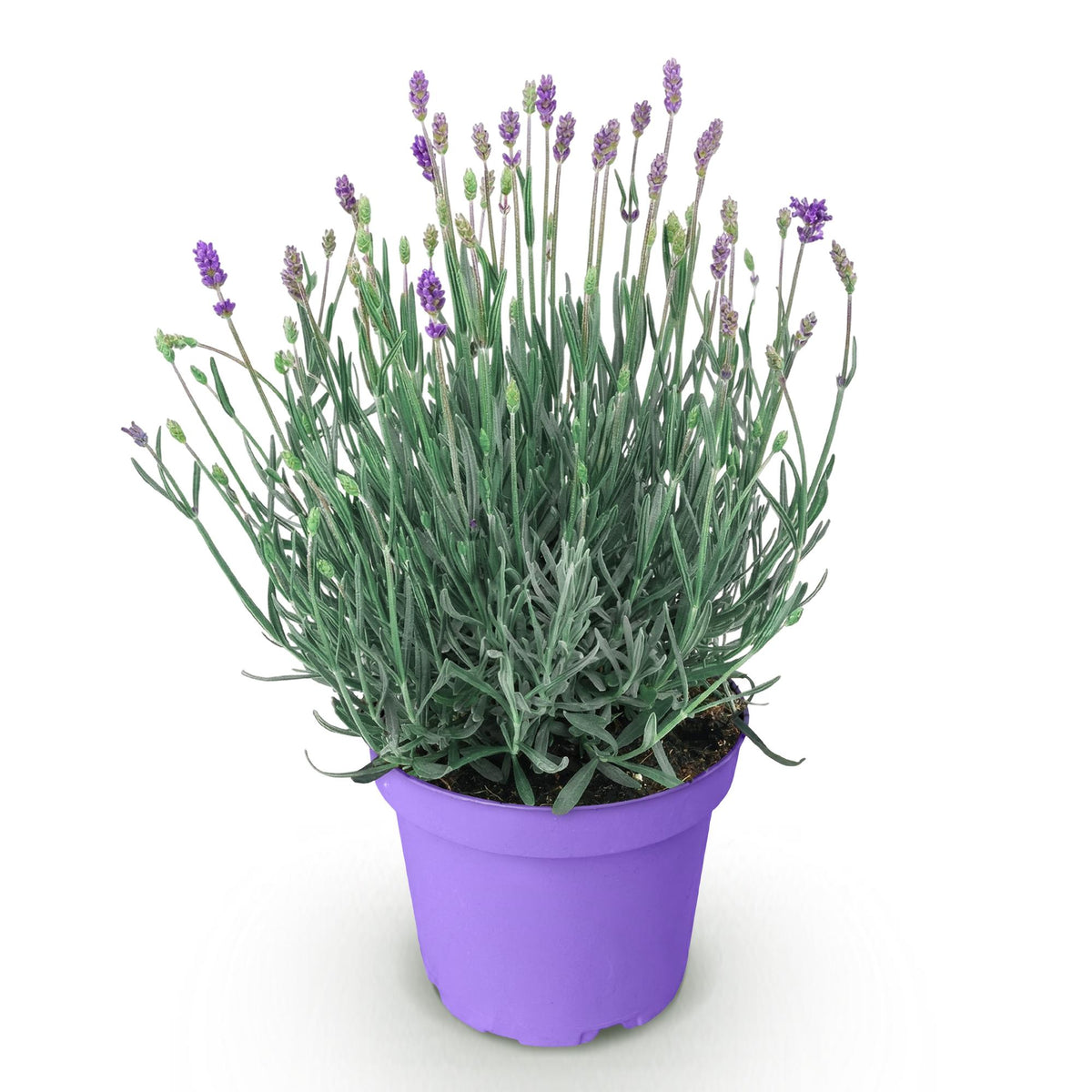 Green boutiQ - Plante de jardin - Lavandula angustifolia Munstead - Lavande - Rustique - Violet - 1 plante - Pot 12cm - Hauteur 15-25cm