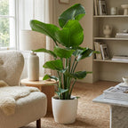 Green boutiQ - Plante d'intérieur - Oiseau du paradis - Strelitzia Nicolai - Vert - Peu d'entretien - 1 Plante - avec Pot Blanc - Pot 21cm - Hauteur 80 - 90cm