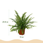 Green boutiQ - Zimmerpflanze - Nephrolepsis exaltata Green Lady - Farn - Haustierfreundliche Pflanze - Grün - 4 Pflanzen - mit Korb - Topf 12cm - Höhe 25cm
