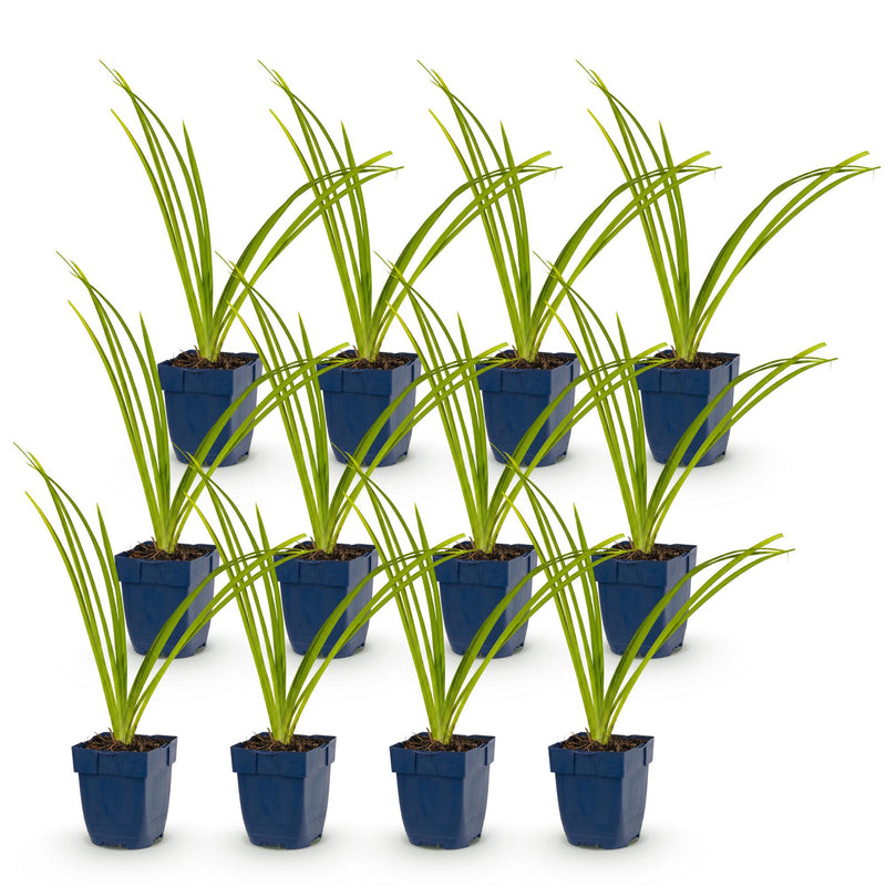 Green boutiQ - Vasteplant - Hemerocallis Pink Damask - Daglelie - Bijen en Vlinderlokkers - Roze - 12 Planten - Pot 11cm - Hoogte 15-25cm
