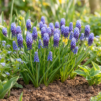 50x Muscari Latifolium - Breedbladig blauw druifje - Blauw - Verwilderingsbol - Bolmaat 5/6