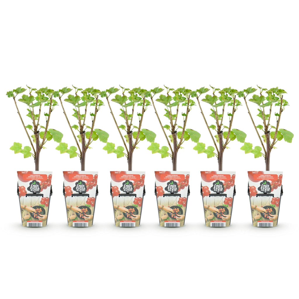 Green boutiQ - Plants fruitiers - Groseillier à grappes - Ribes rubrum Jonkheer van Tets - Rustique - 6 plantes - Pot 9 cm - Groseille rouge