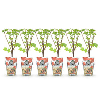 Green boutiQ - Fruitplanten - Rode Bes - Ribes rubrum Jonkheer van Tets  - Winterhard - 6 Planten - Pot 9 cm - Rode Bes