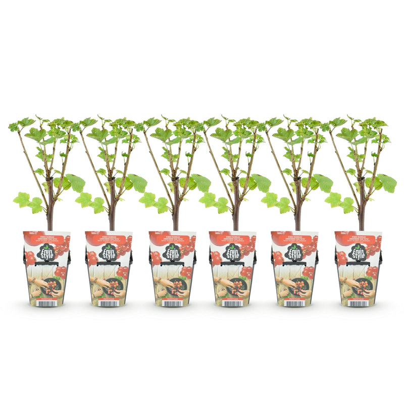 Green boutiQ - Fruitplanten - Rode Bes - Ribes rubrum Jonkheer van Tets  - Winterhard - 6 Planten - Pot 9 cm - Rode Bes