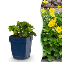 Vasteplant - Waldsteinia ternata - Goudaardbei - Bodembedekkend - Geel - 12 Planten - Pot 11cm - Hoogte 15-25cm
