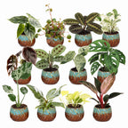 12x Baby Plants Surprise Box - Baby Plants Surprise Box - Various colours - Tropical - incl. Copper Reef - Ø6cm - ↕5-15cm