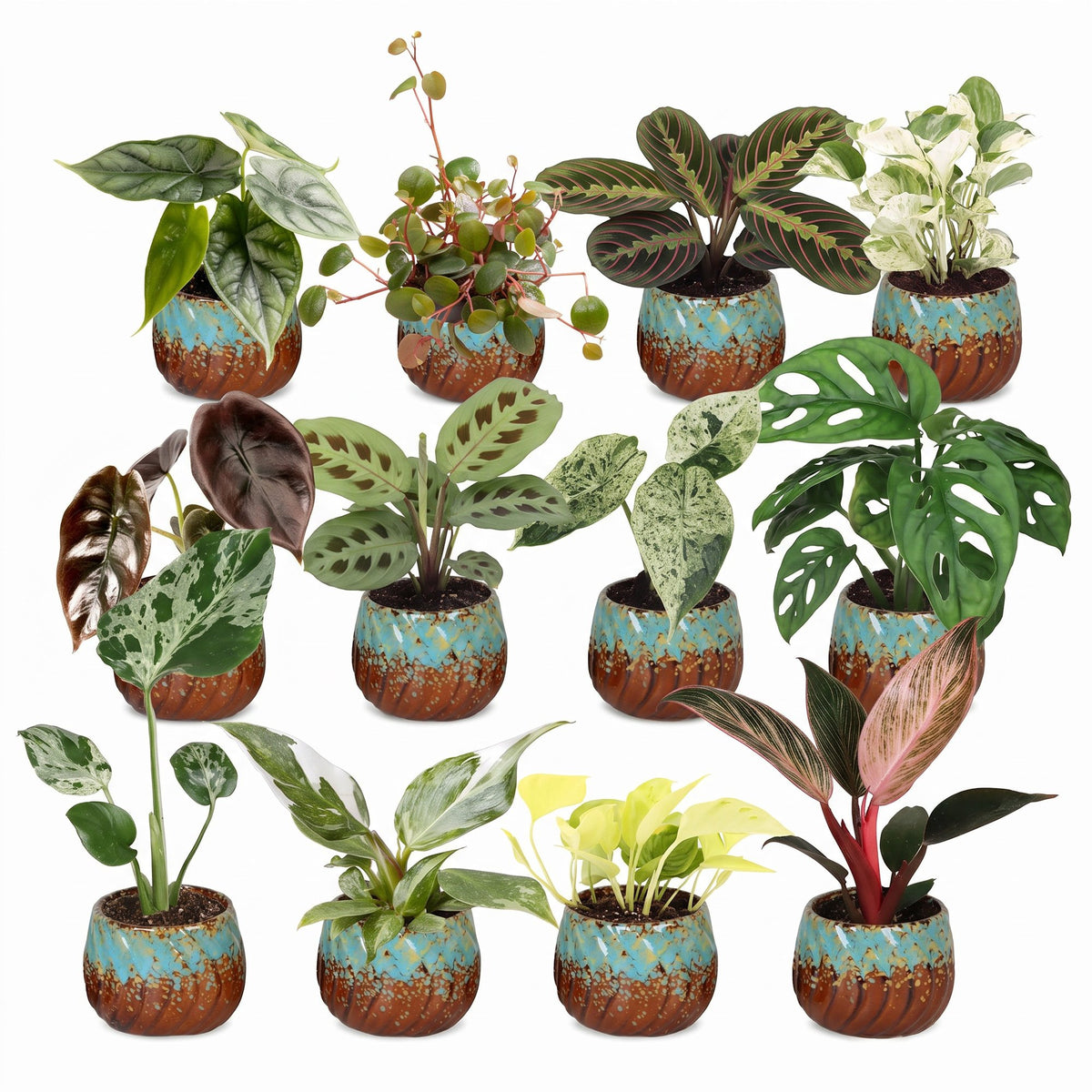 12x Baby Plants Surprise Box - Baby Plants Surprise Box - Various colours - Tropical - incl. Copper Reef - Ø6cm - ↕5-15cm