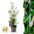 Green boutiQ - Bambou - Fargesia Black Dragon - Vert - 2 Plantes - Persistant - Non traçant - Pot 14cm Hauteur 35cm