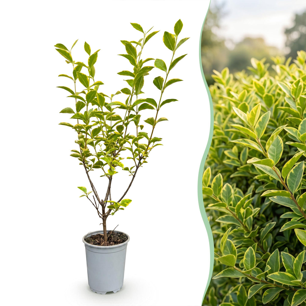 Green boutiQ - 24x Ligustrum ovalifolium Aureum - Bontbladige Liguster - Haagplanten - Groenblijvend - Bont - Pot 9cm - Hoogte 35-45cm