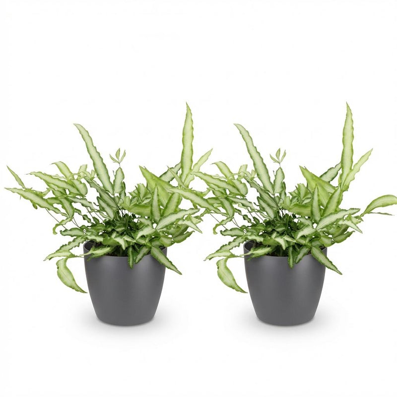 Green boutiQ - Kamerplant - Pteris cretica Albolineata - Lintvaren - Huisdiervriendelijke Plant - Groen - 2 Planten - met Potter Grijs - Pot 12cm - Hoogte 20cm
